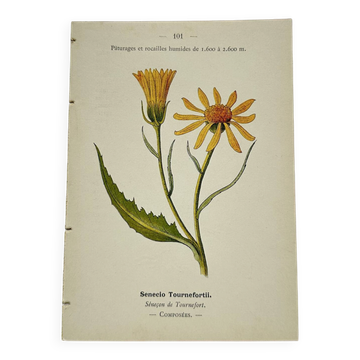 Gravure colorée, affiche botanique ancienne double face, 1800