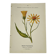 Coloured engraving hands botanical poster antique 1800 double-sided