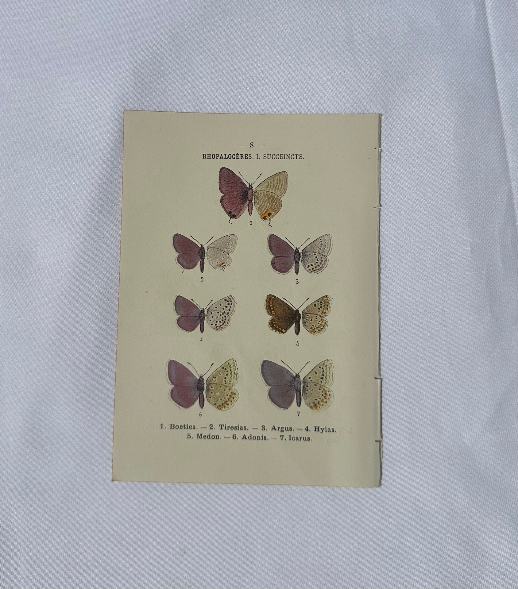 Planche Botanique Gravure Papillon naturaliste ancienne 19eme