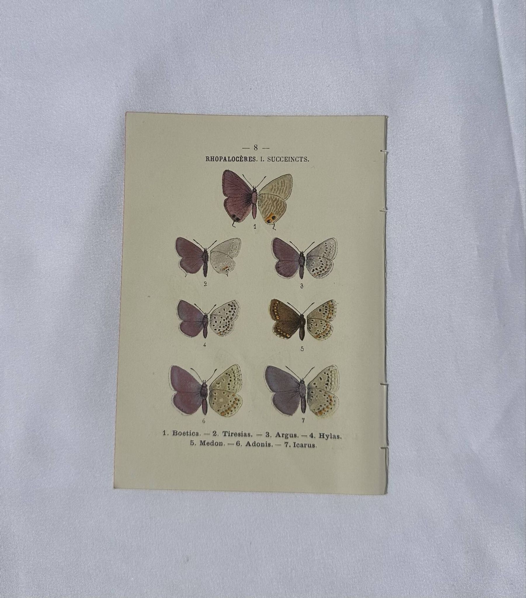 🦋 Botanical Plate Engraving of a Butterfly, 19th Century Naturalist