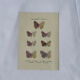 Planche Botanique Gravure Papillon naturaliste ancienne 19eme