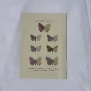 🦋 Botanical Plate Engraving of a Butterfly, 19th Century Naturalist