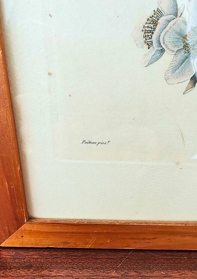 Pair of Botanical Plates 1905 – Peach & Pear – Poiteau