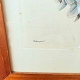 Pair of Botanical Plates 1905 – Peach & Pear – Poiteau