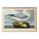 Poster about the Northern Fulmar, based on an old engraving from 1827.