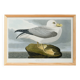 Poster about the Northern Fulmar, based on an old engraving from 1827.