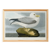Affiche sur le Fulmar boréal, d’après une gravure ancienne de 1827.