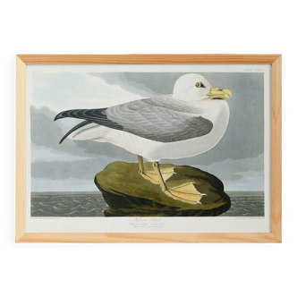 Poster about the Northern Fulmar, based on an old engraving from 1827.
