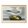 Poster about the Northern Fulmar, based on an old engraving from 1827.