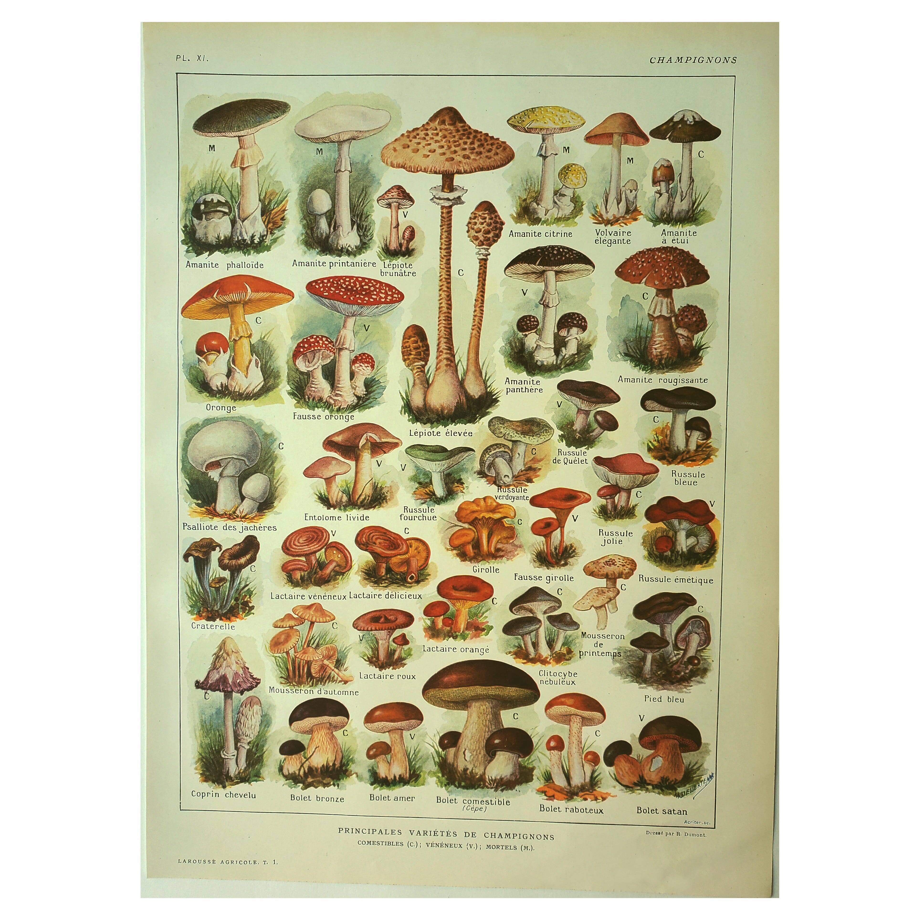 Antique engraving 1921 - Mushroom - vintage lithograph plate