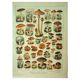 Antique engraving 1921 - Mushroom - vintage lithograph plate