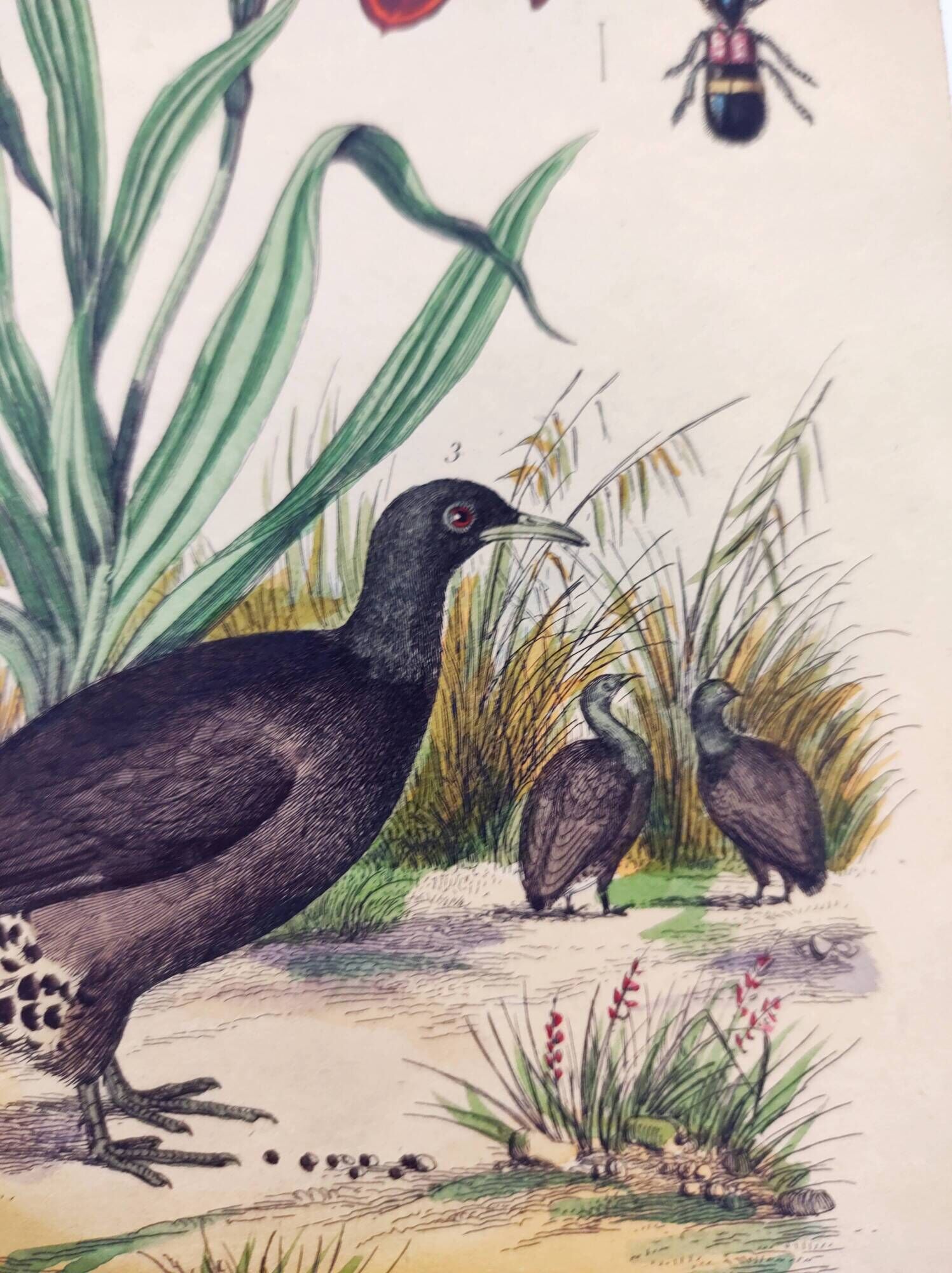 Old engraving from 1838 - Orchid and Tinamou - Zoological and botanical hand-colored plate