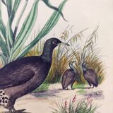 Gravure ancienne de 1838 -Orchidée et Tinamou- Planche coloriée à la main zoologique et botanique