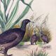 Old engraving from 1838 - Orchid and Tinamou - Zoological and botanical hand-colored plate