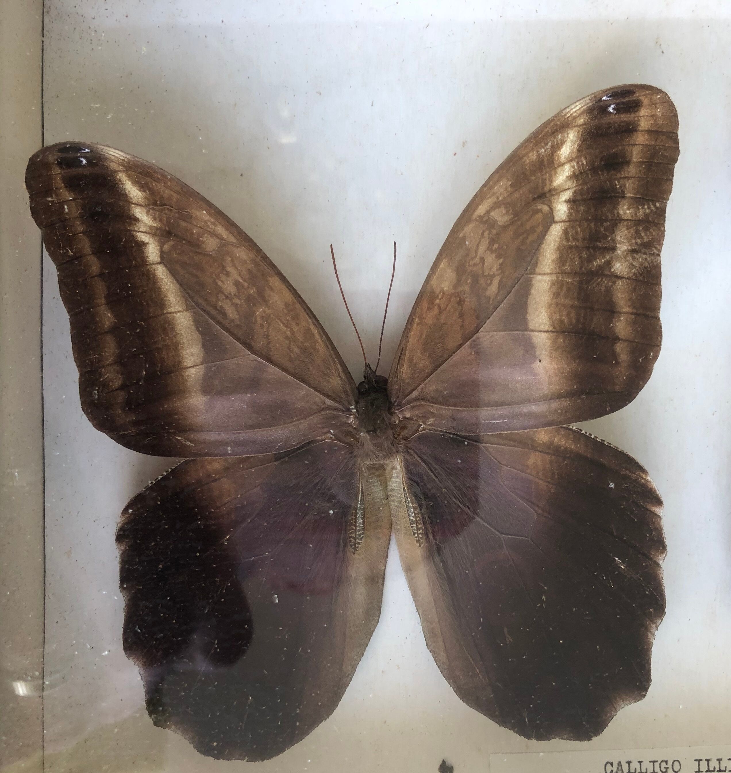 Set of 2 naturalized butterflies