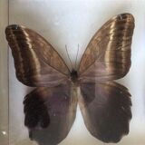 Set of 2 naturalized butterflies