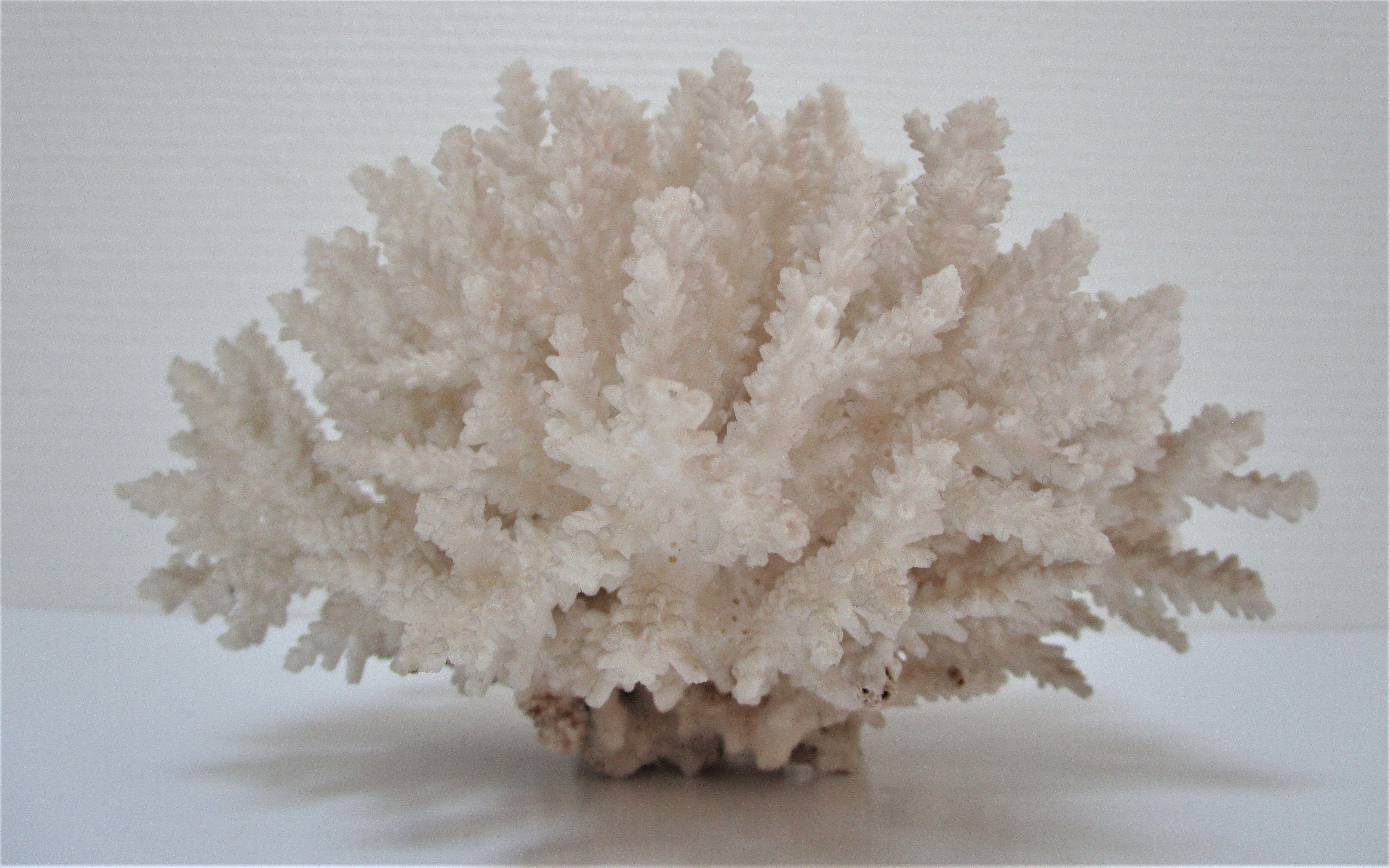 Buisson de corail blanc vintage