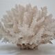 Buisson de corail blanc vintage