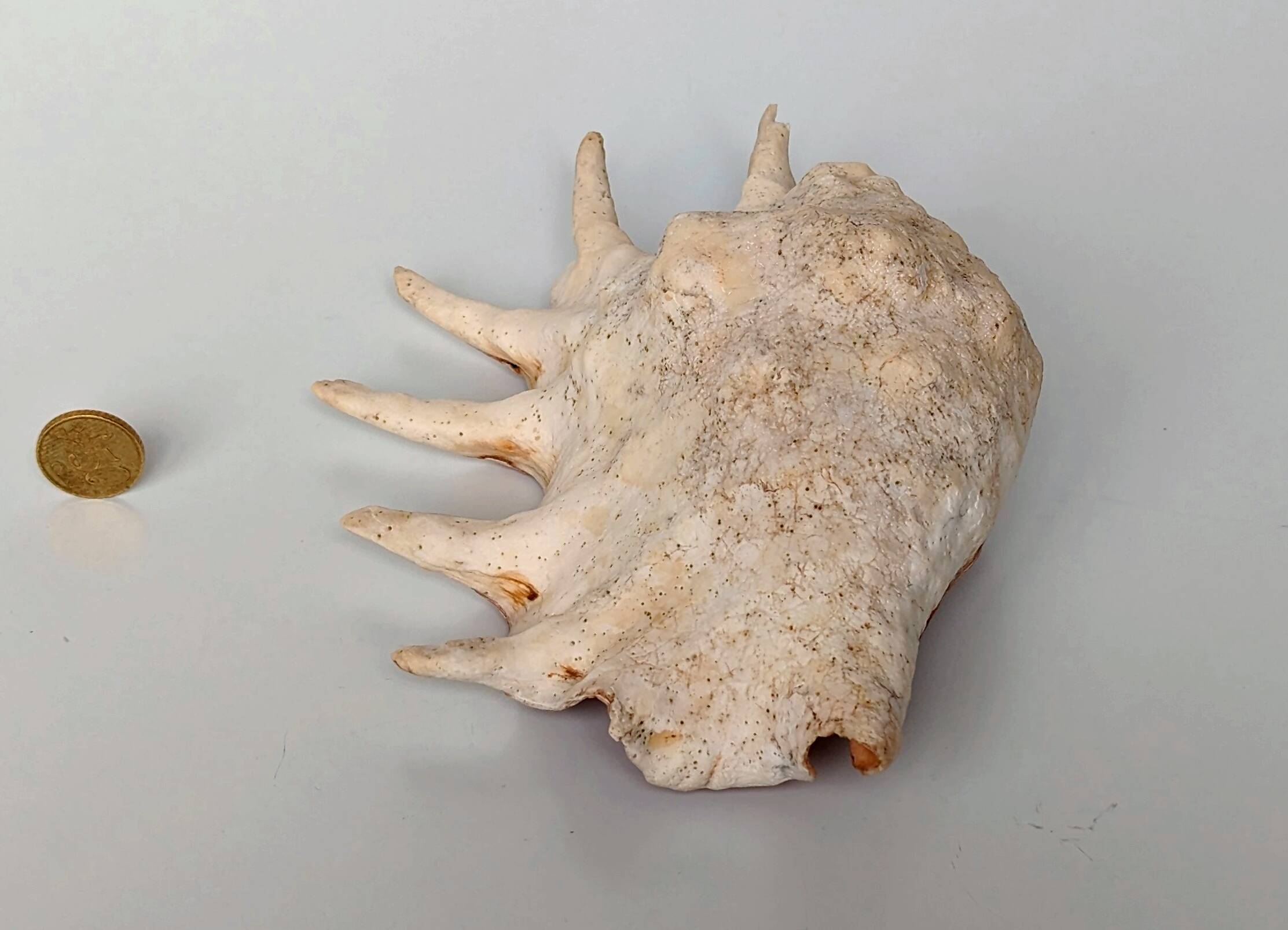 Large pink shell - Large Lambis - Strombidae - Lambis Truncata with 7 digitizations