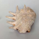 Large pink shell - Large Lambis - Strombidae - Lambis Truncata with 7 digitizations