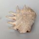 Large pink shell - Large Lambis - Strombidae - Lambis Truncata with 7 digitizations