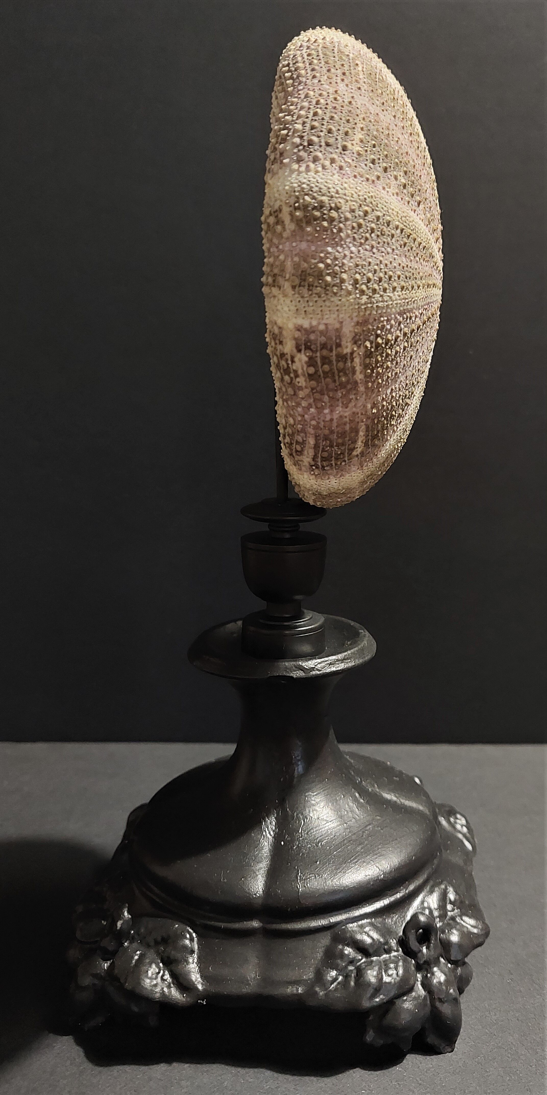 Cabinet of Curiosities sea urchin toxopneustes pileolus on base