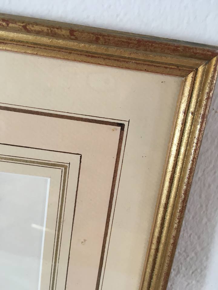 Board of botanical framed "Rosa centifolia rule"