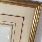 Board of botanical framed "Rosa centifolia rule"