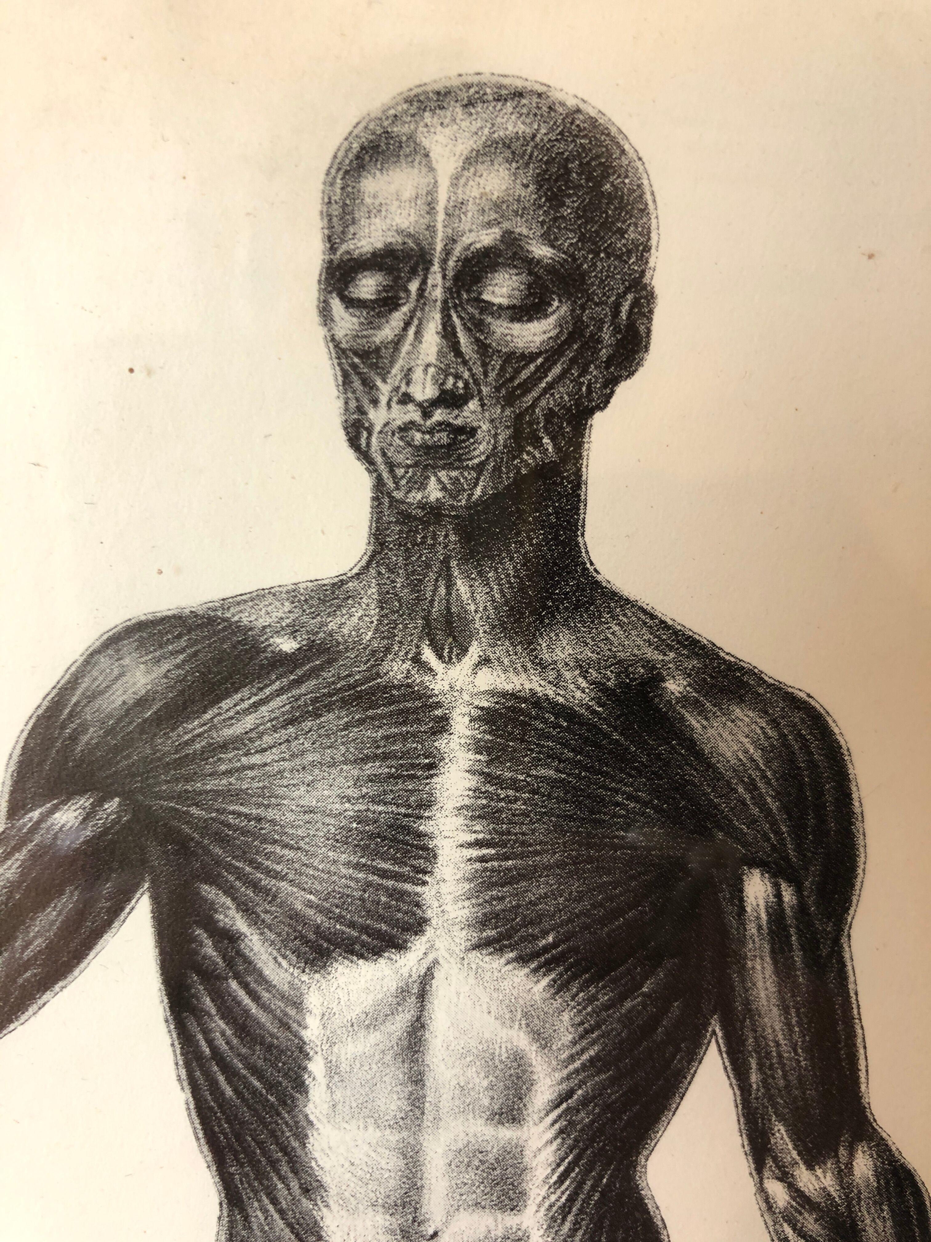 Reproduction poster boards of Anatomy