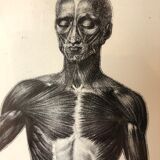 Reproduction poster boards of Anatomy