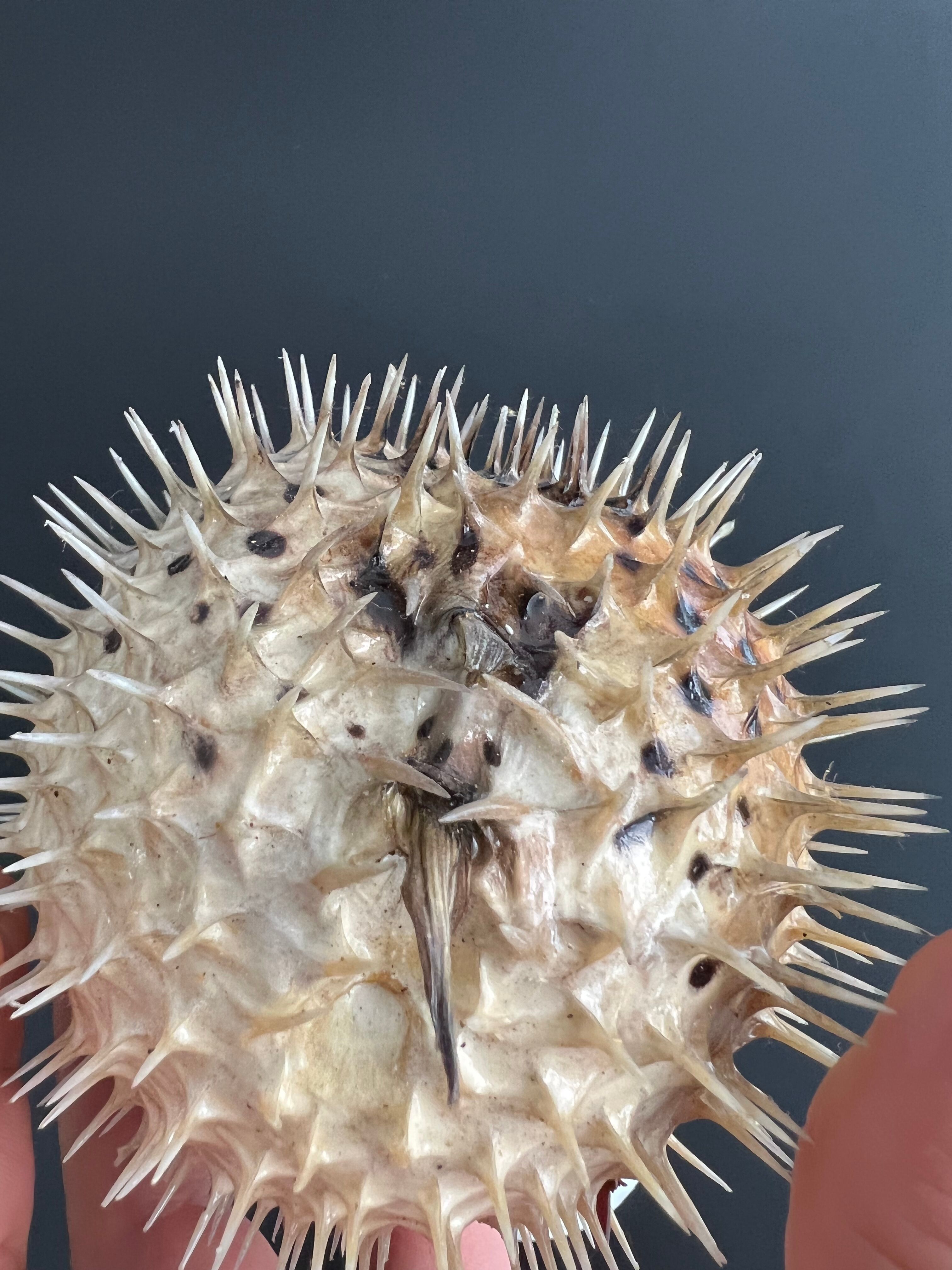 Naturalized diodon fish