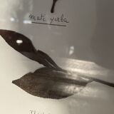 Herbier from Argentina