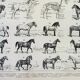 Gravure ancienne 1898, Chevaux , race, anatomie, course • Lithographie, Planche originale