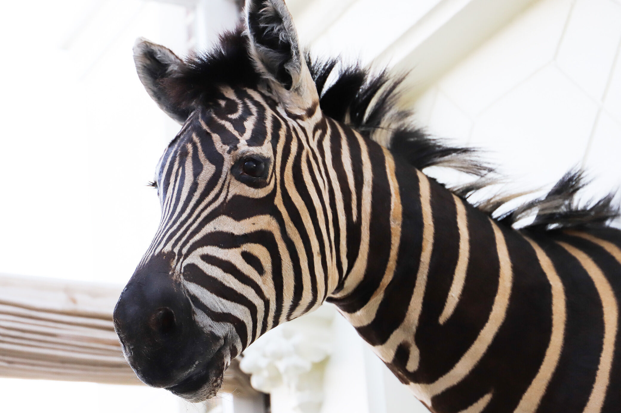Zebra taxidermy