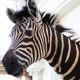 Zebra taxidermy