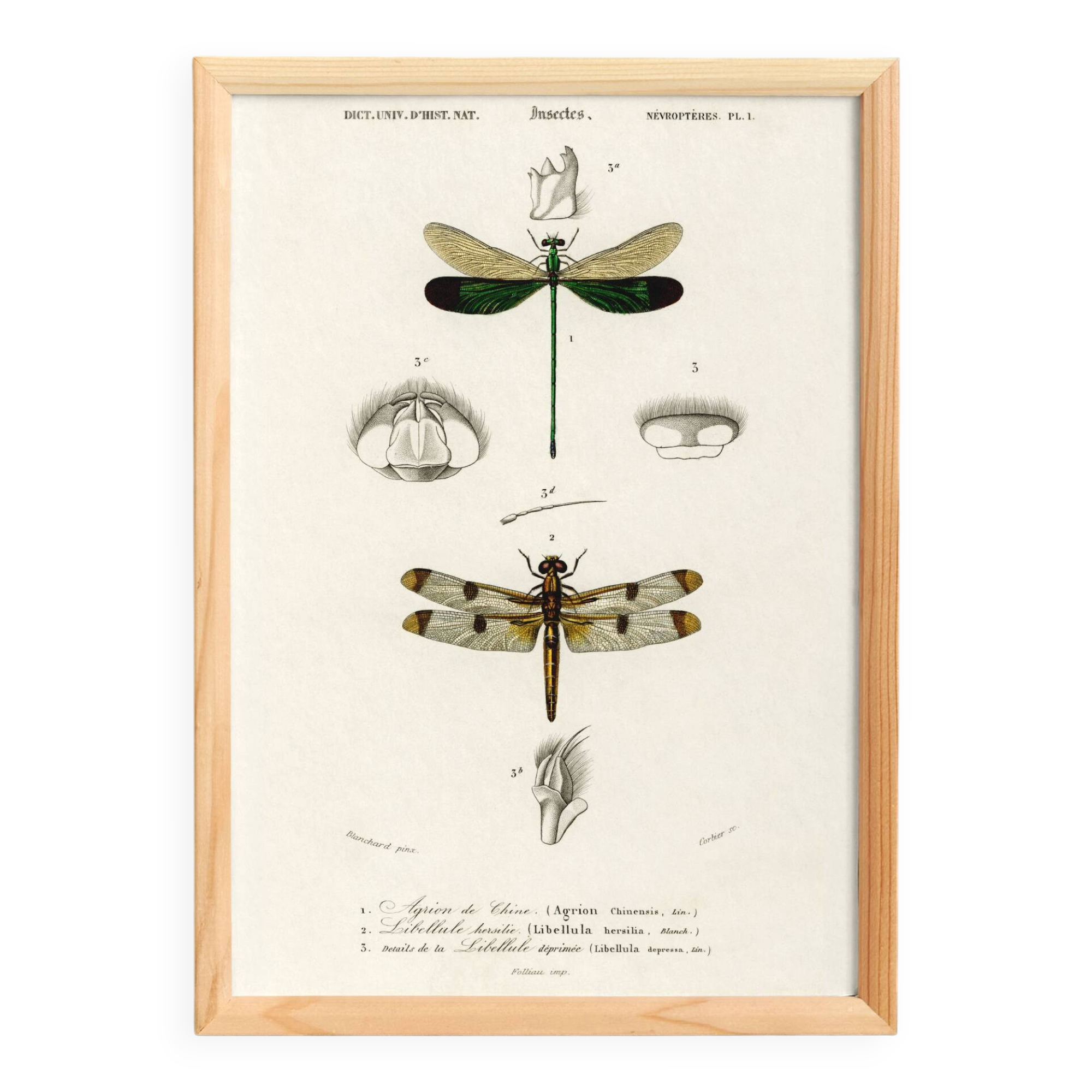 Poster about dragonflies, based on an old engraving from 1849.