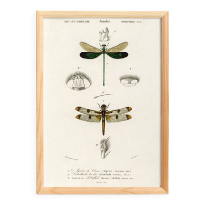 Affiche sur les libellules, d’après une gravure ancienne de 1849.