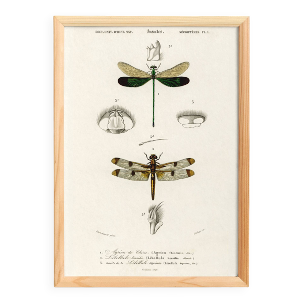 Affiche sur les libellules, d’après une gravure ancienne de 1849.