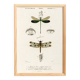 Poster about dragonflies, based on an old engraving from 1849.