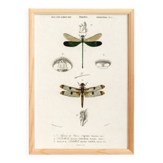 Poster about dragonflies, based on an old engraving from 1849.