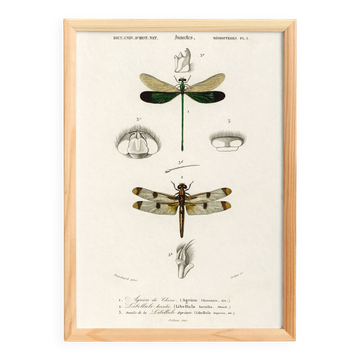 Affiche sur les libellules, d’après une gravure ancienne de 1849.
