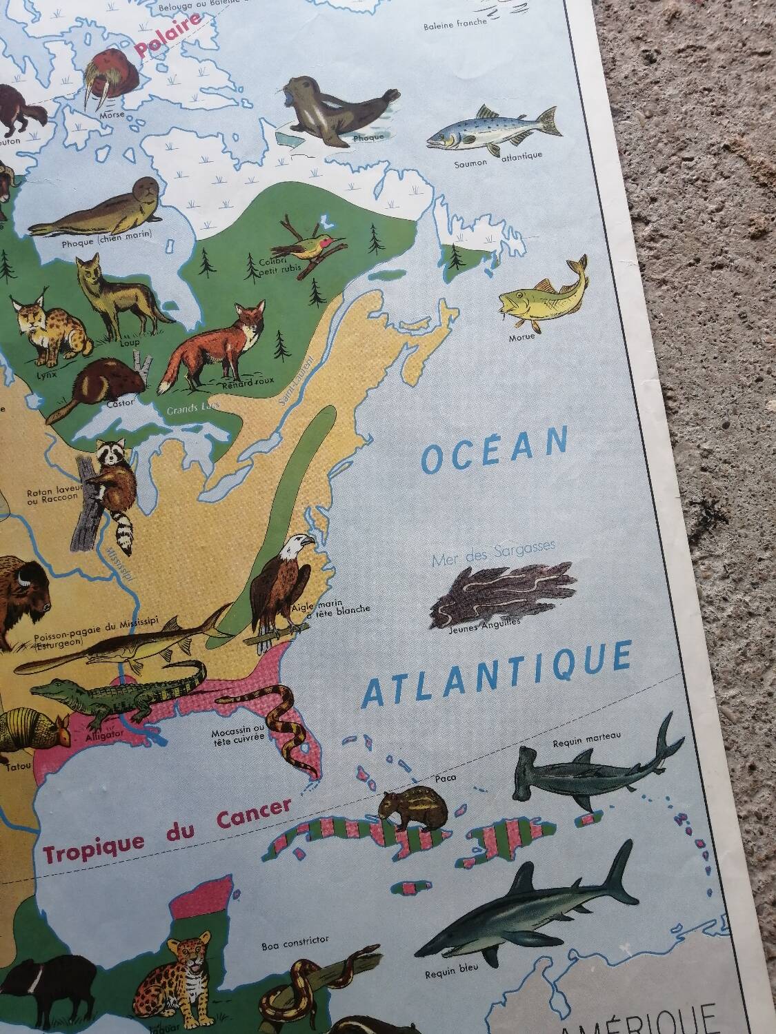 Vintage school map mdi North America-Asia Wildlife