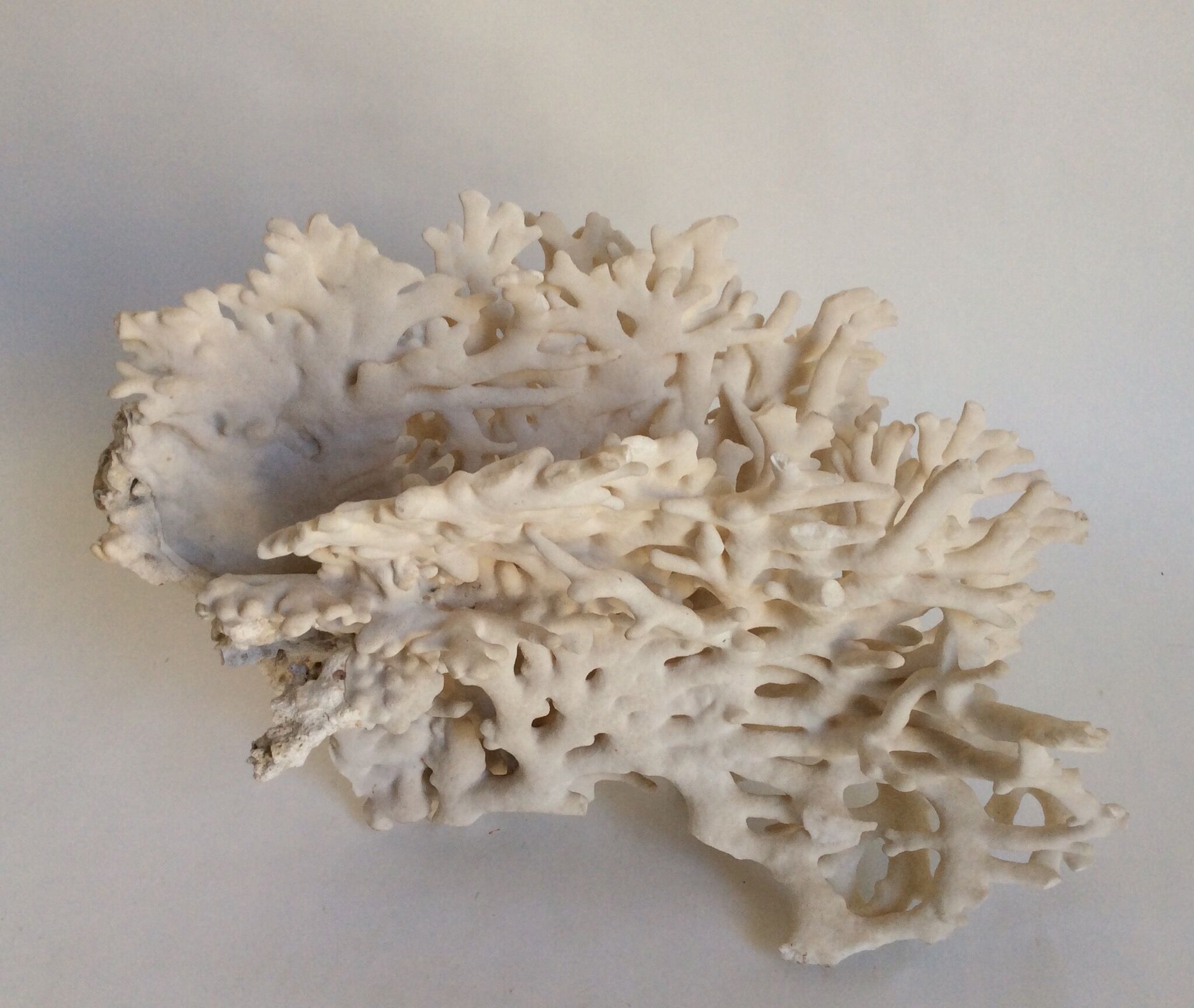 Corail blanc ancien