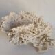 Corail blanc ancien