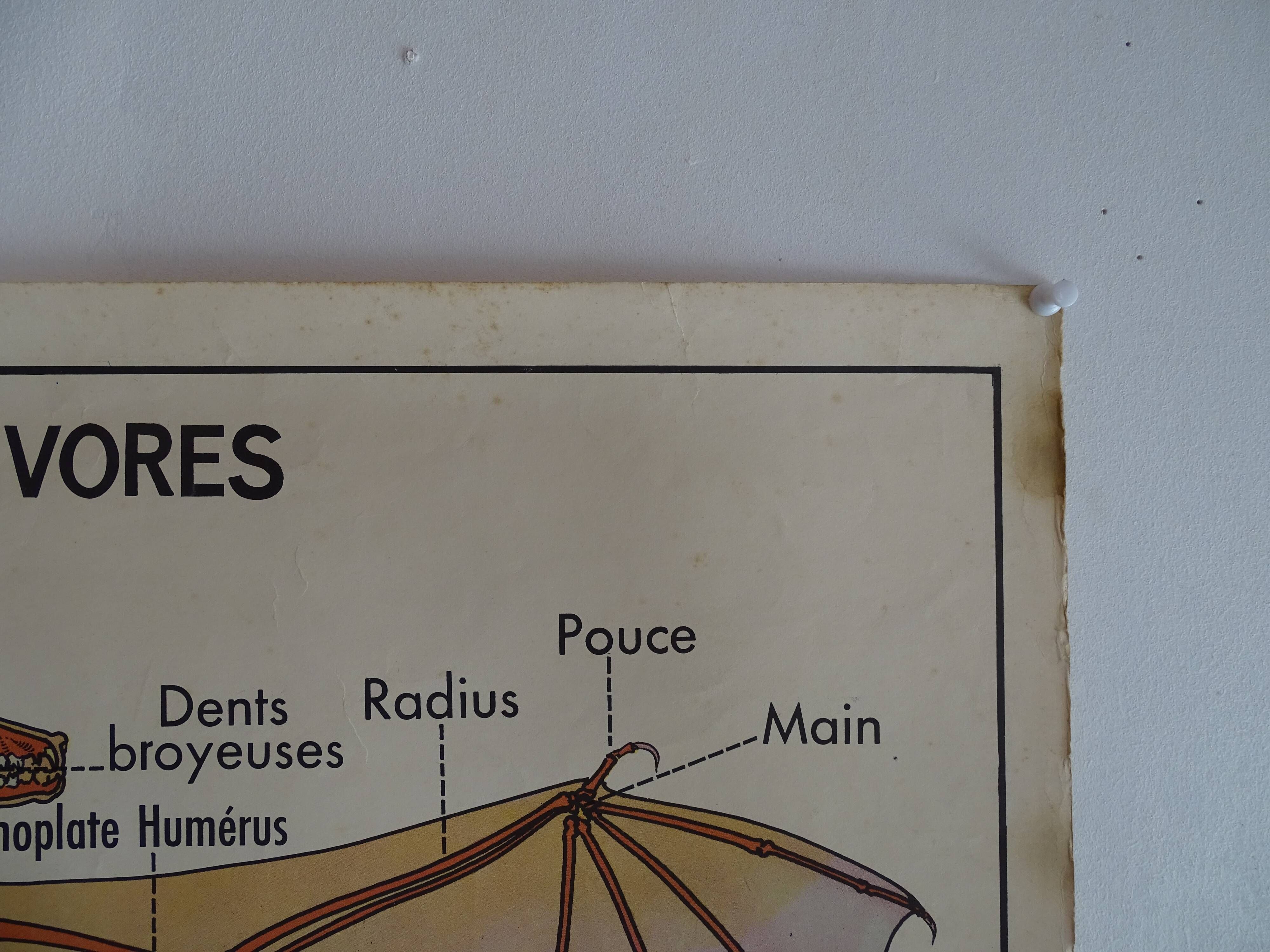 School poster on both sides anatomy insectivores and rabbit. MDI.1964