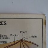 School poster on both sides anatomy insectivores and rabbit. MDI.1964