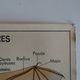 School poster on both sides anatomy insectivores and rabbit. MDI.1964