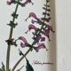 Villeroy and Boch botanica dish