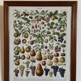 Framed 1900 engraving
