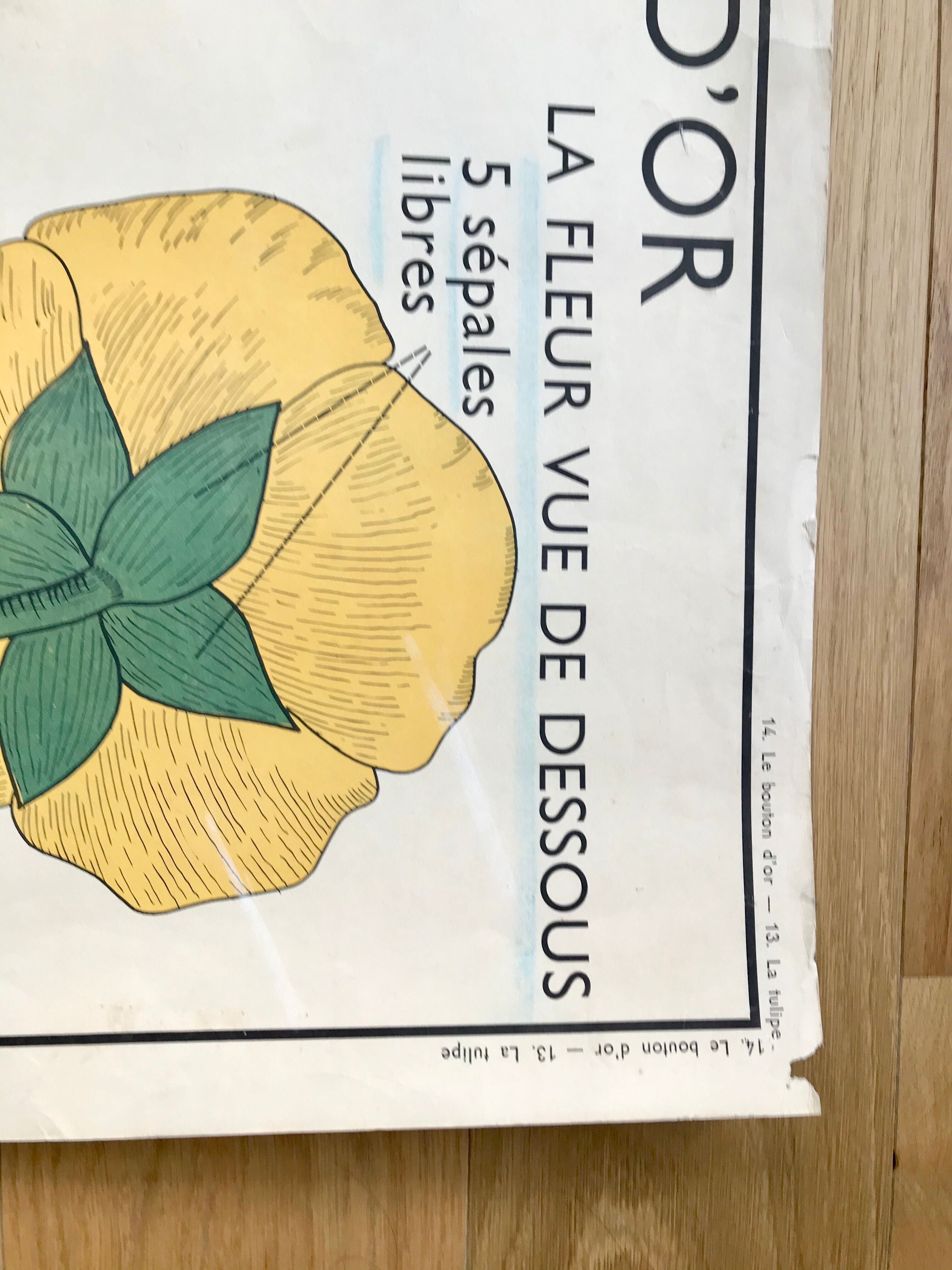 Rossignol pedagogical poster